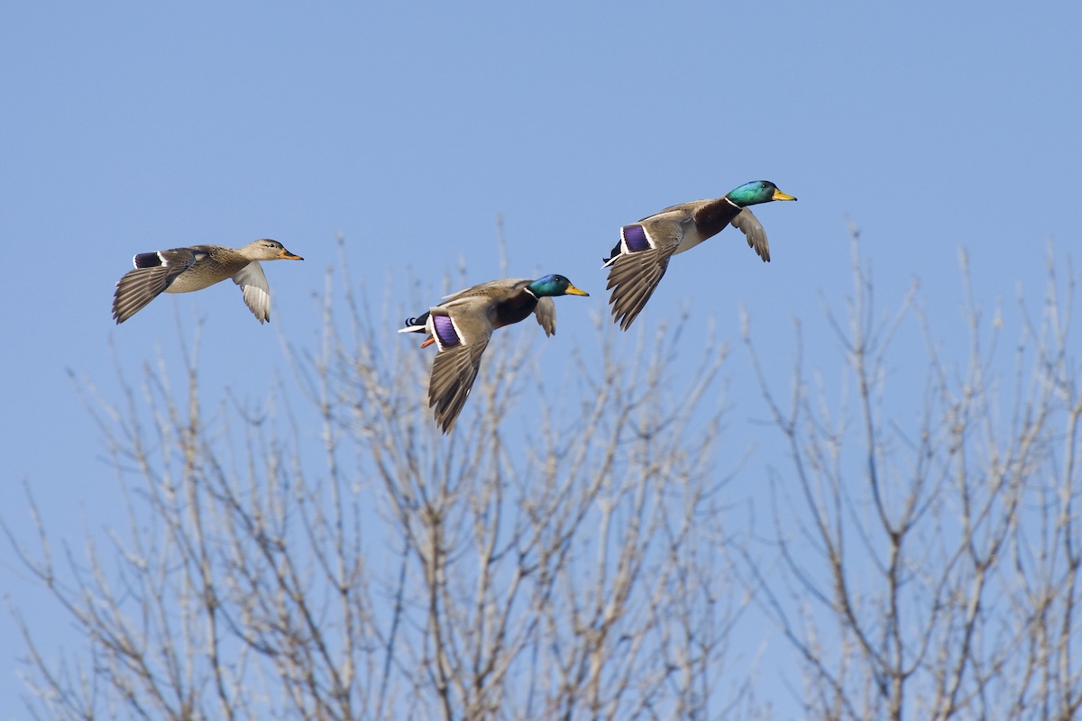 greatlakes_mallards.jpg